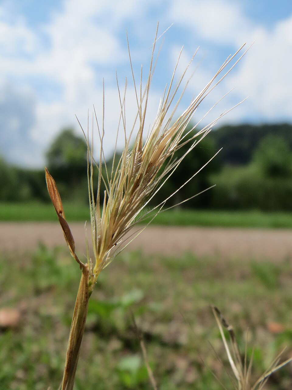 Hordeum murinum (wall barley)