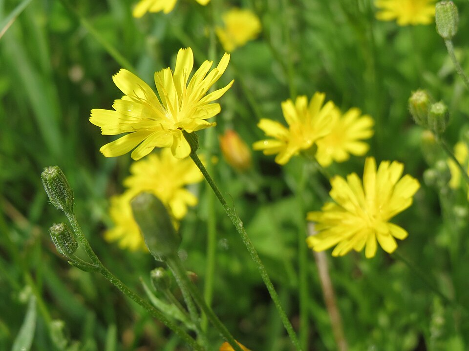 Crepis biennis (Rough Hawk's-beard)