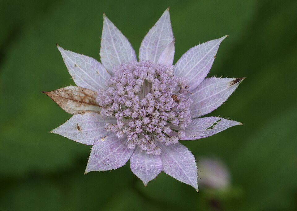 Astrantia maxima (Large Masterwort) (alternate view 8)