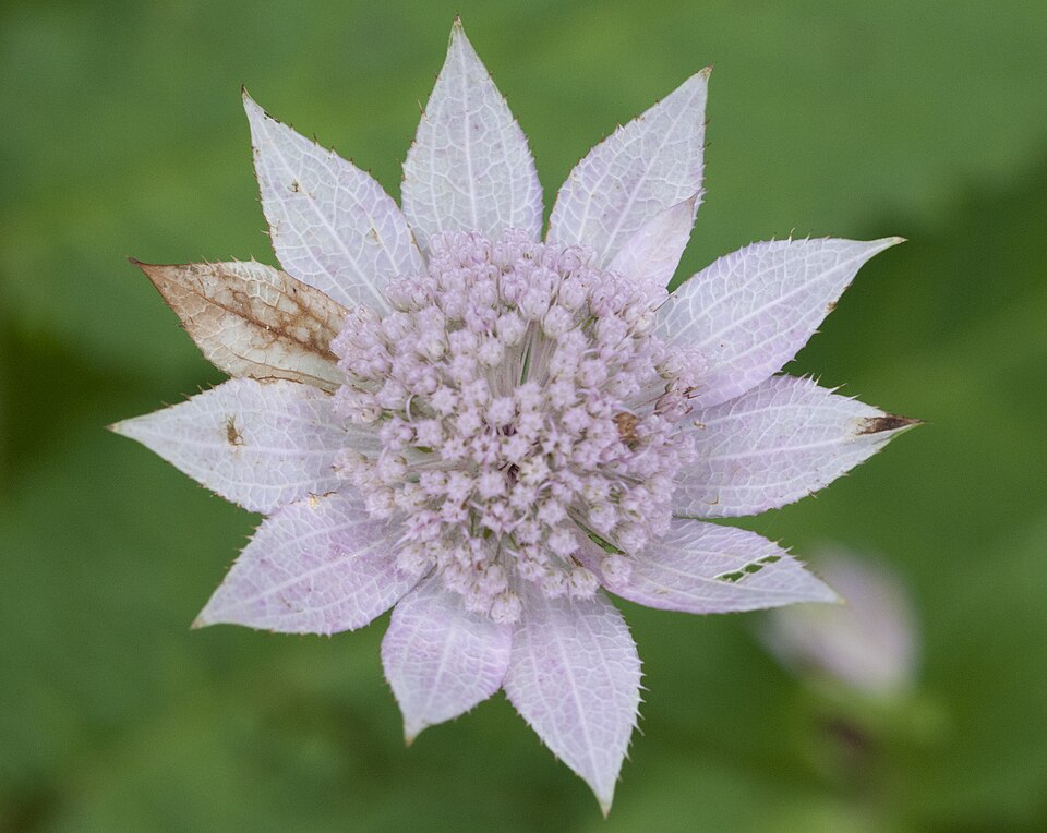 Astrantia maxima (Large Masterwort) (alternate view 9)