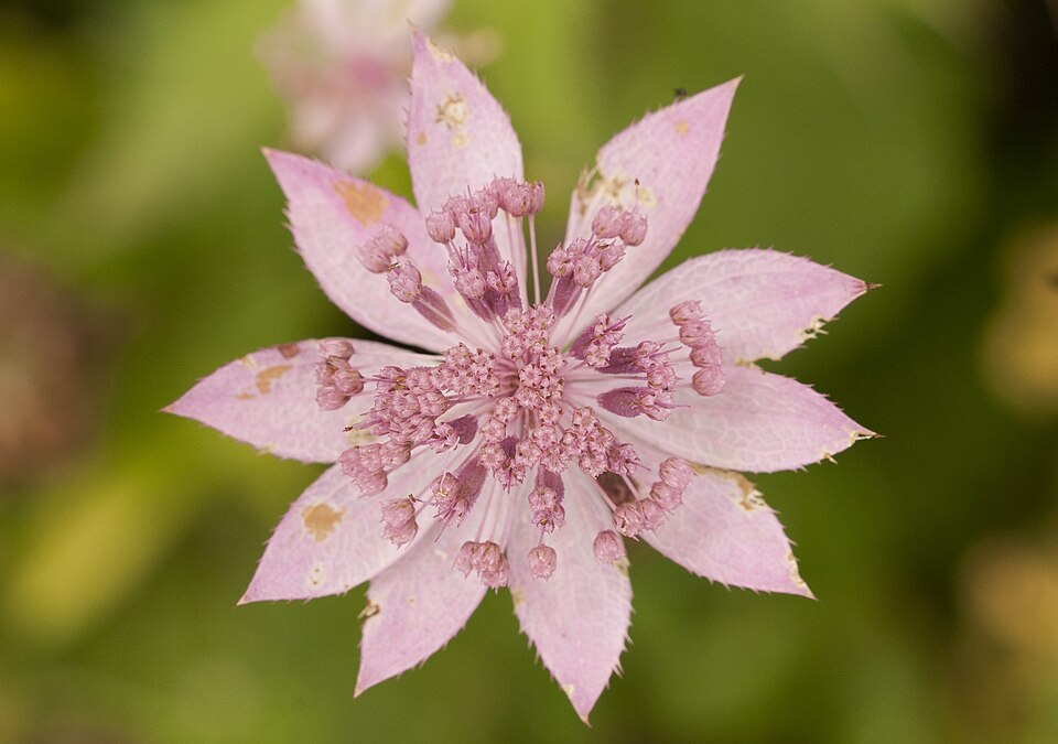 Astrantia maxima (Large Masterwort) (alternate view 10)