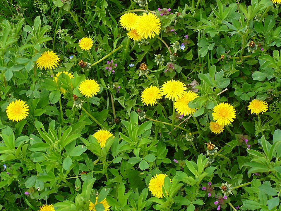 Taraxacum officinale (Dandelion Greens) (alternate view 6)