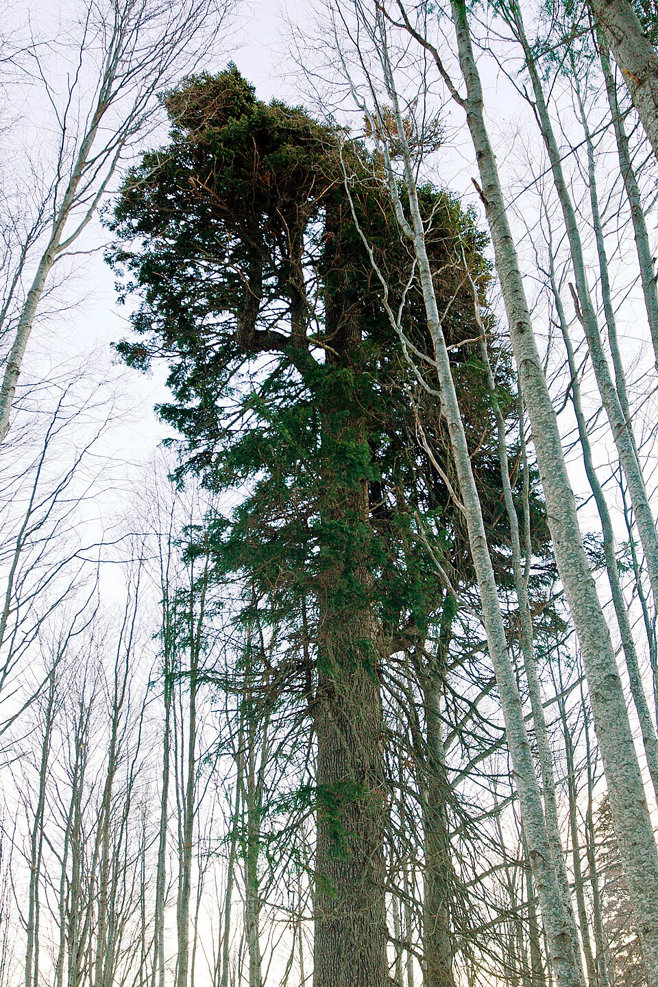 Abies borisii-regis (Bulgarian Fir) (alternate view 3)