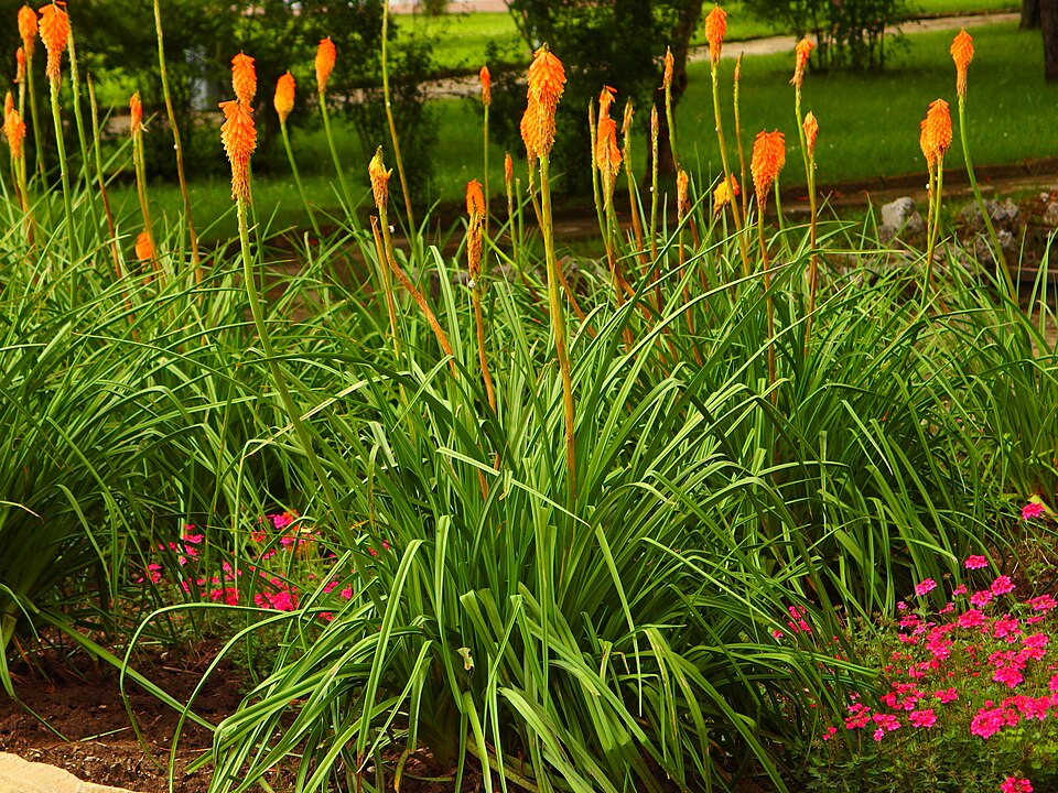 Kniphofia (Pokers) (alternate view 2)