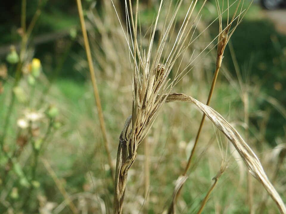 Hordeum murinum (wall barley)