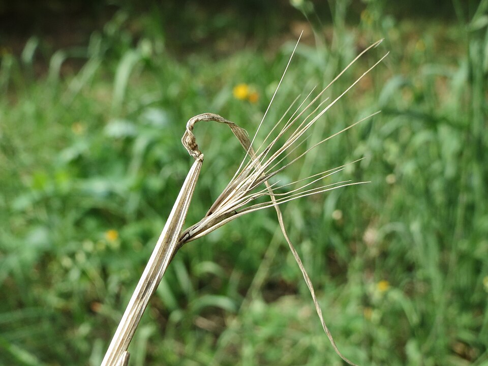 Hordeum murinum (wall barley)