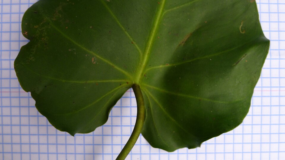 Philodendron hederaceum (Heartleaf Philodendron) (alternate view 9)