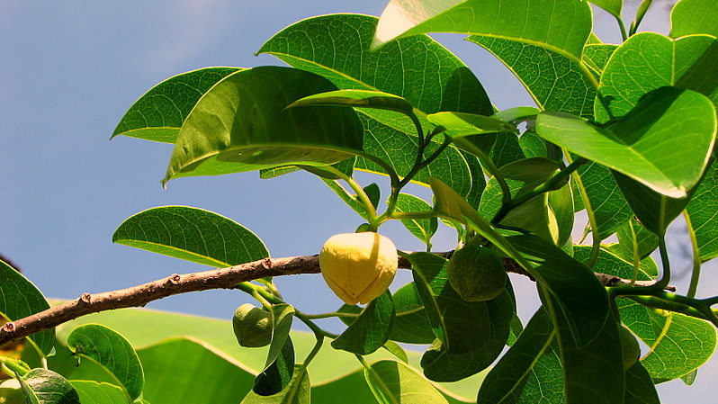 Annona glabra (Pond Apple) (alternate view 11)