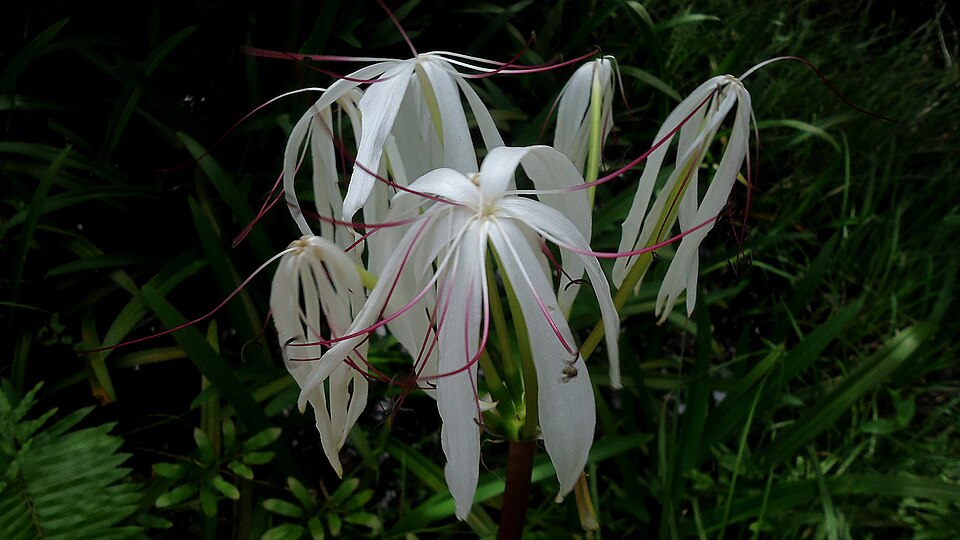 Crinum americanum (Southern Swamp Crinum) (alternate view 9)