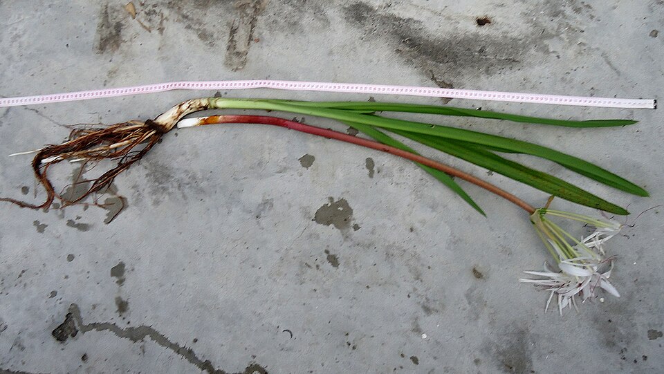 Crinum americanum (Southern Swamp Crinum) (alternate view 10)