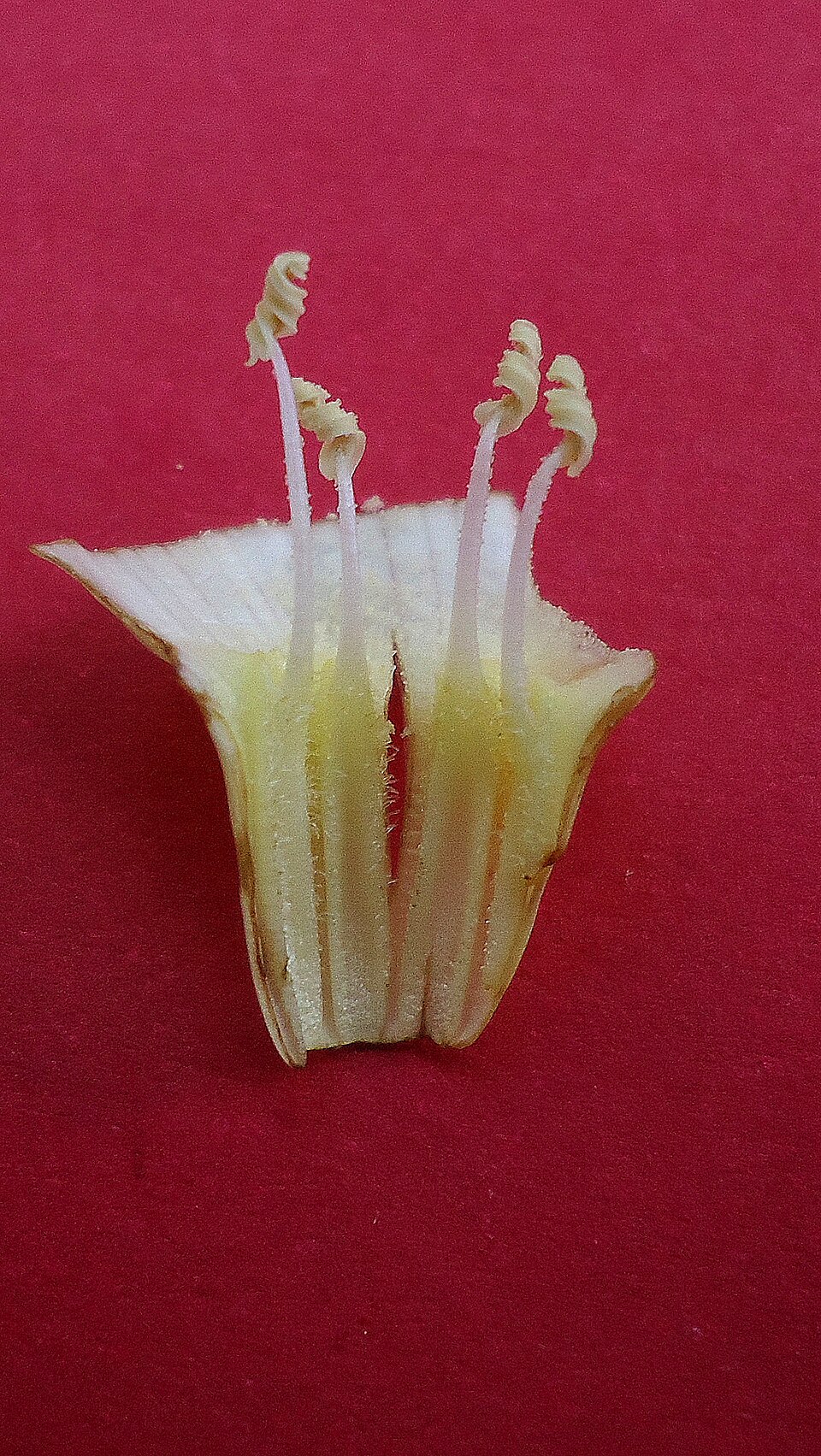 Distimake dissectus (Alamo vine) (alternate view 9)