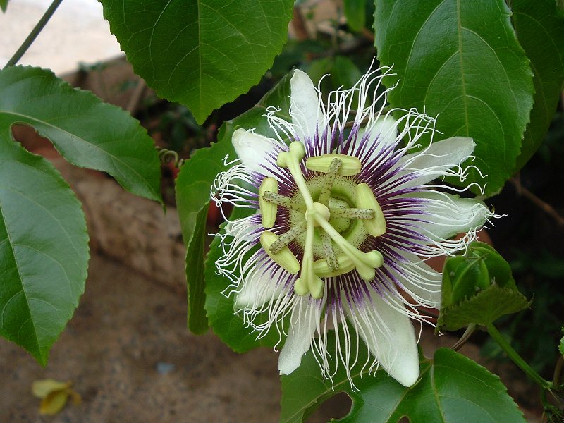 Passiflora edulis (passion fruit) (alternate view 6)