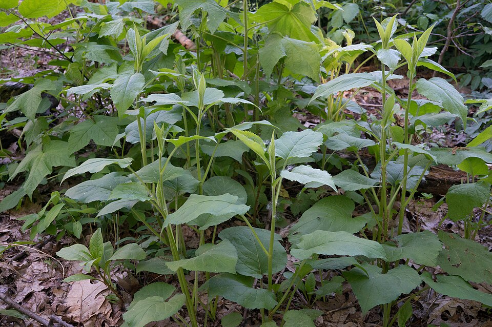 Eurybia macrophylla (large-leaved aster)