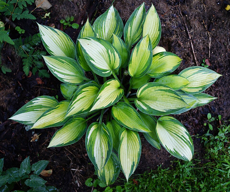 Hosta 'June' (June Hosta) (alternate view 4)