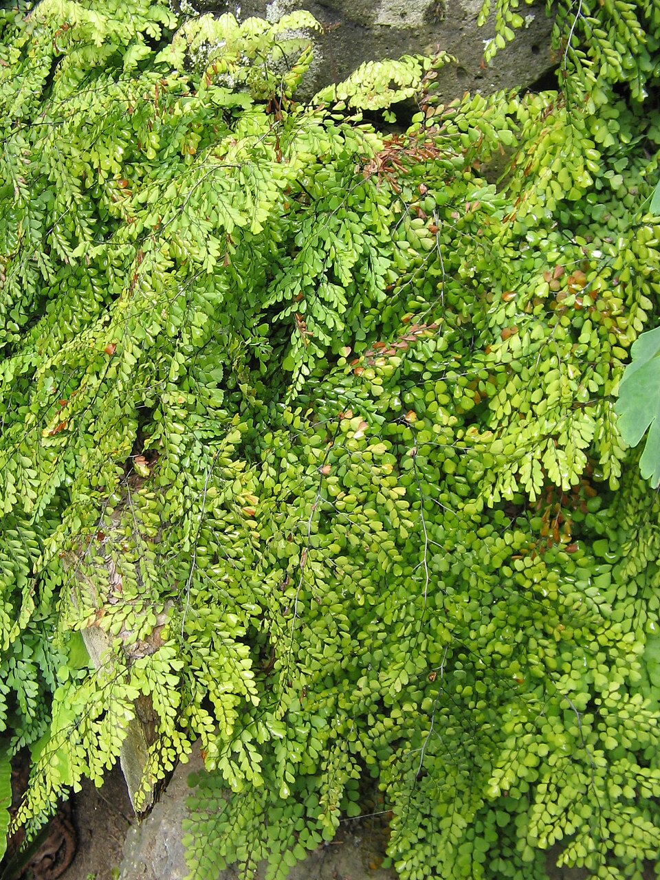 Adiantum venustum (Himalayan maidenhair fern) (alternate view 6)