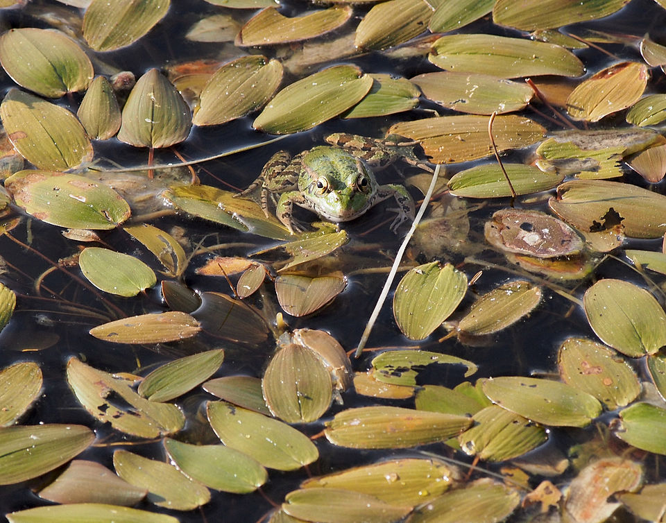 Potamogeton natans (floating-leaved pondweed)