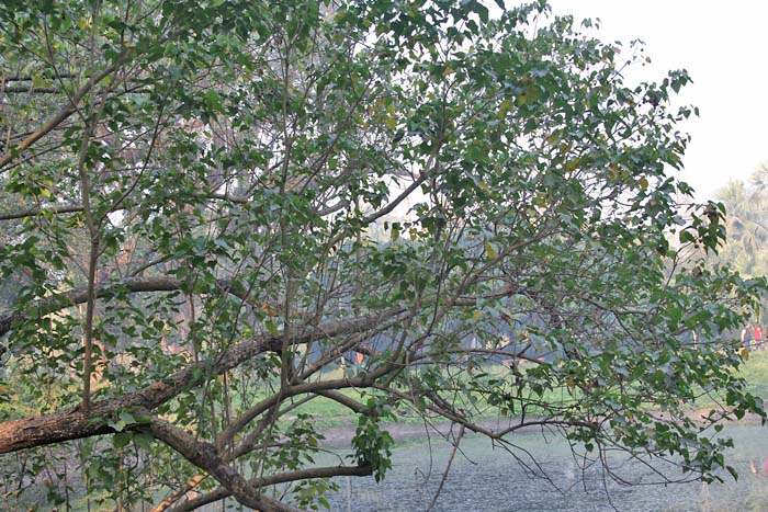 Thespesia populnea, Milo — spreading evergreen (Malvaceae) (image 2 of 10)