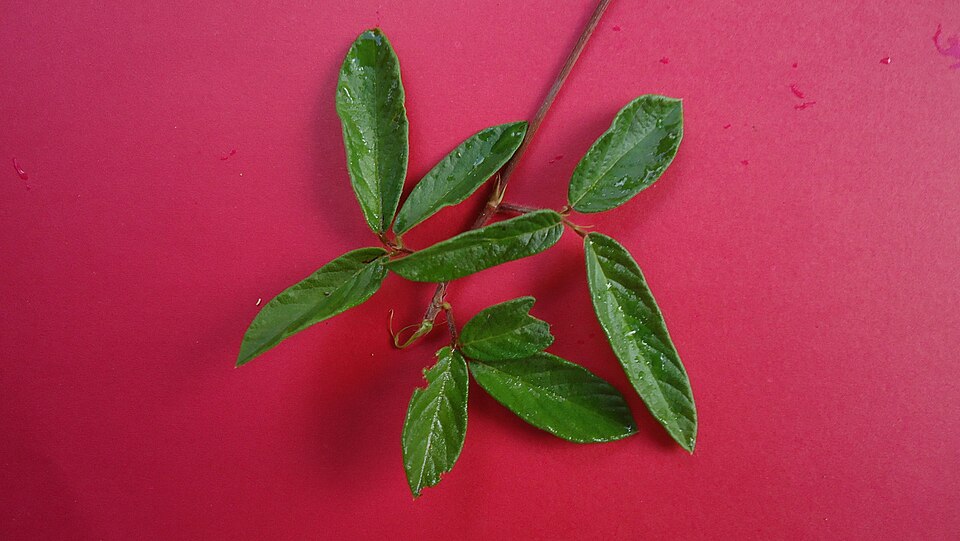 Desmodium incanum (creeping beggarweed) (alternate view 8)