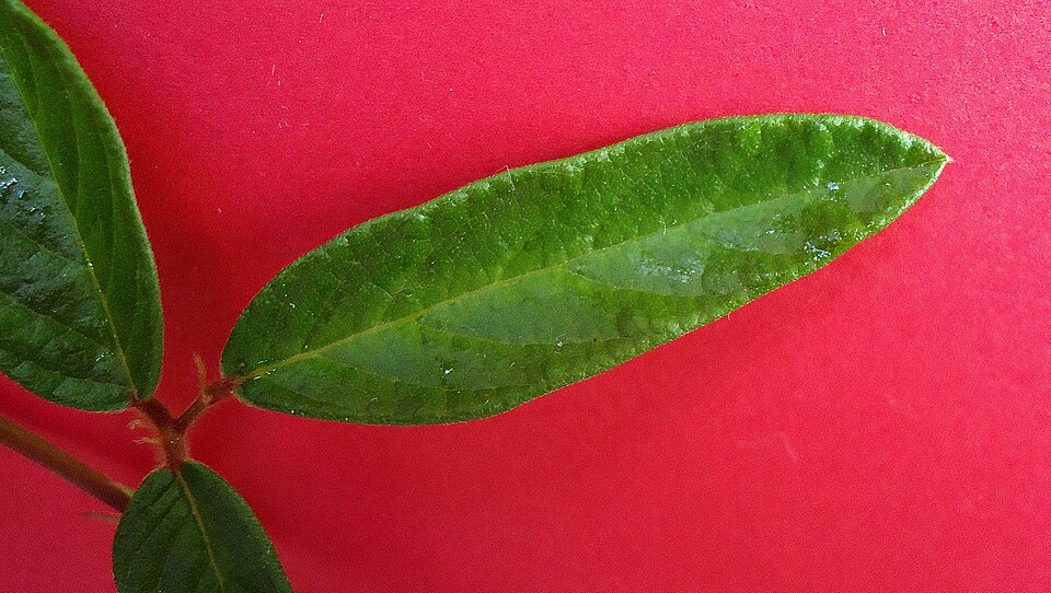 Desmodium incanum (creeping beggarweed) (alternate view 9)