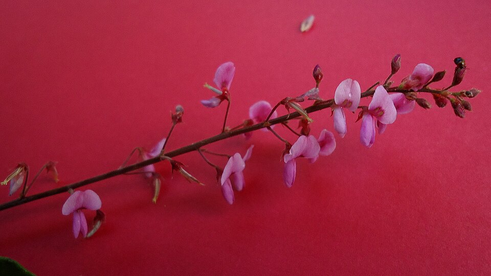 Desmodium incanum (creeping beggarweed) (alternate view 10)