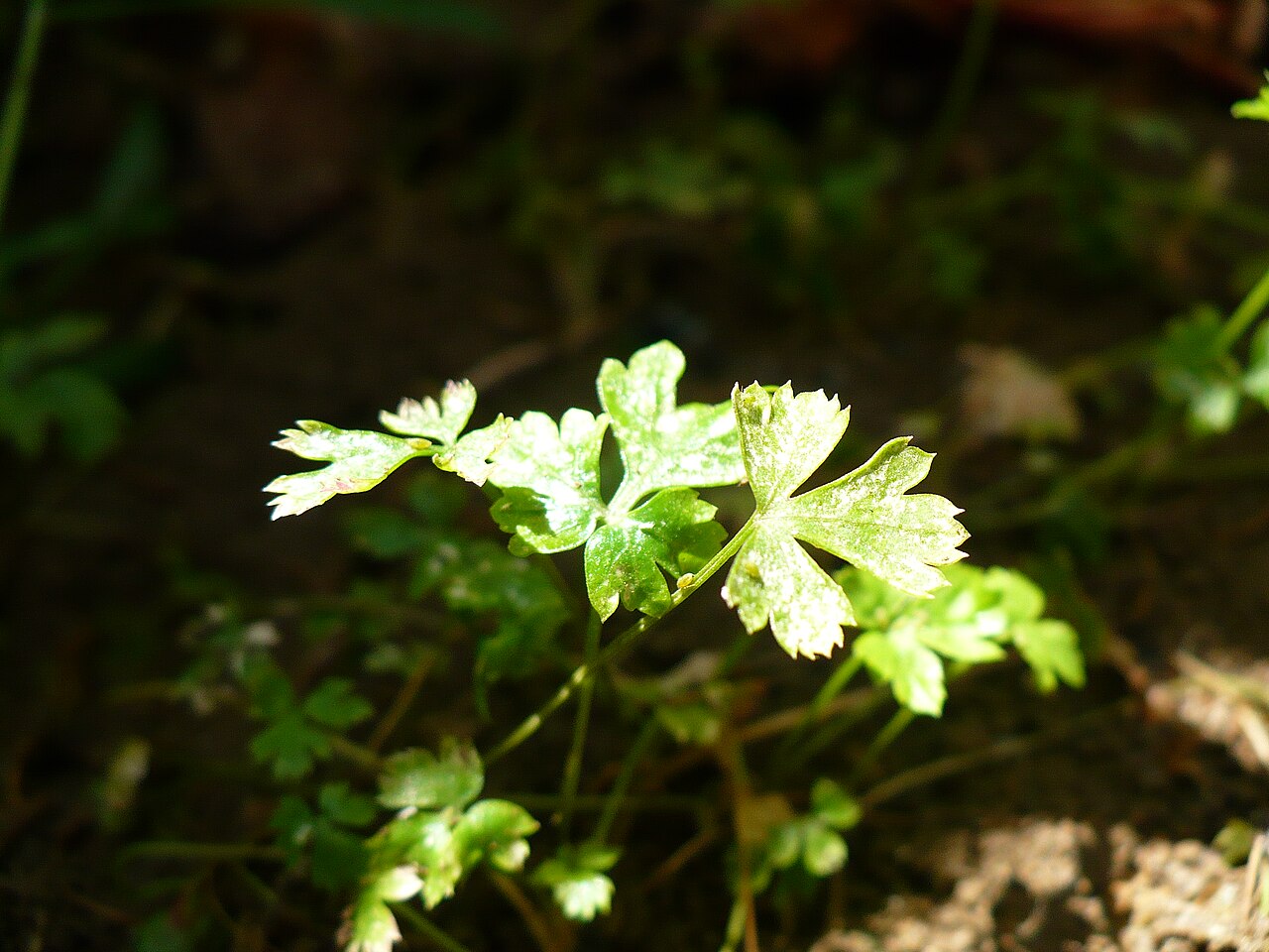 Petroselinum crispum, Parsley — clumping semi-evergreen (Apiaceae) (image 6 of 7)