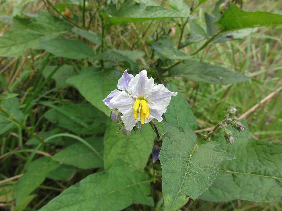 Solanum carolinense (Carolina horsenettle)