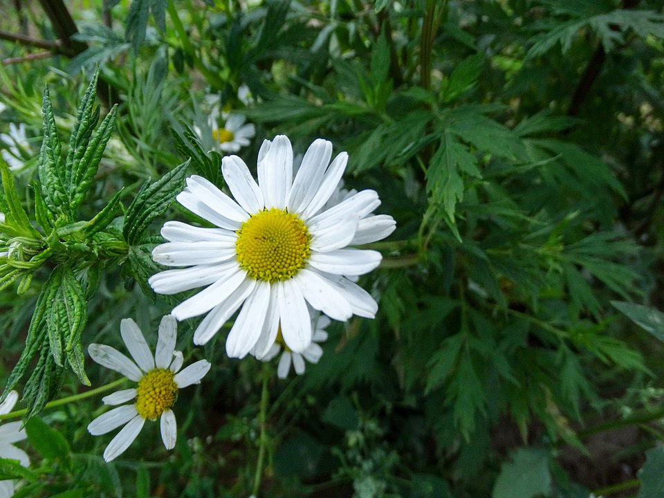 Matricaria chamomilla (German Chamomile)