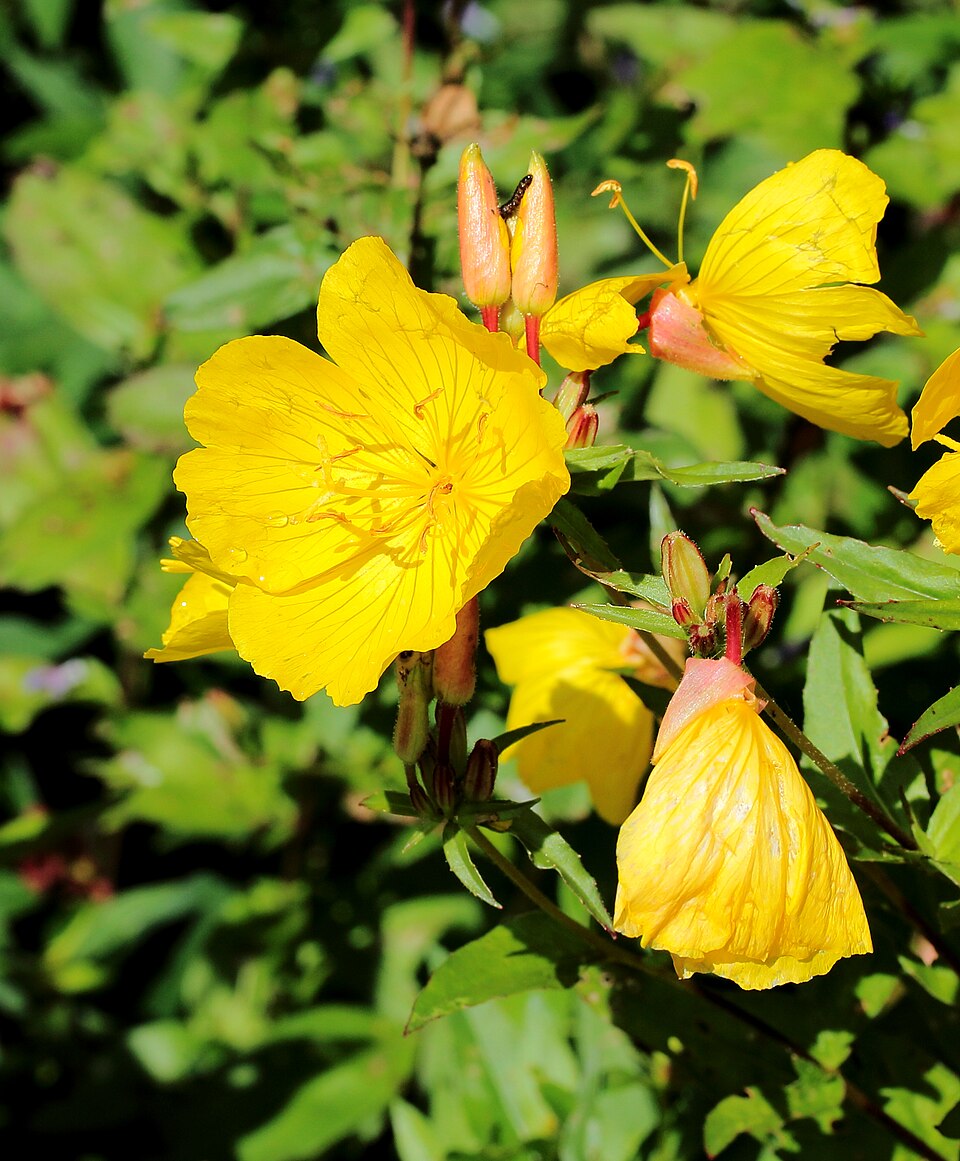 Oenothera tetragona (alternate view 12)