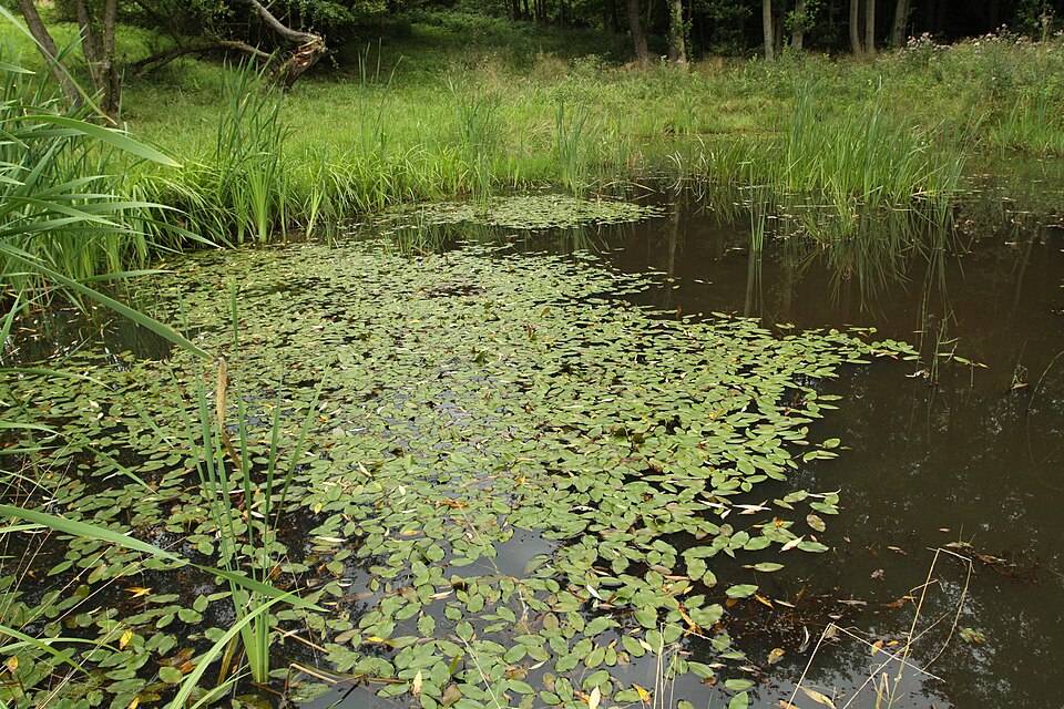 Potamogeton natans (floating-leaved pondweed)