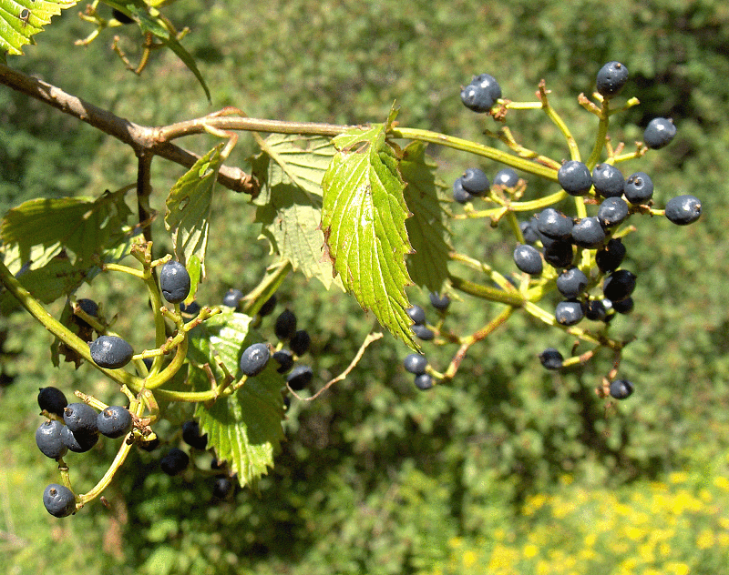 Viburnum dentatum (southern arrowwood) (alternate view 9)