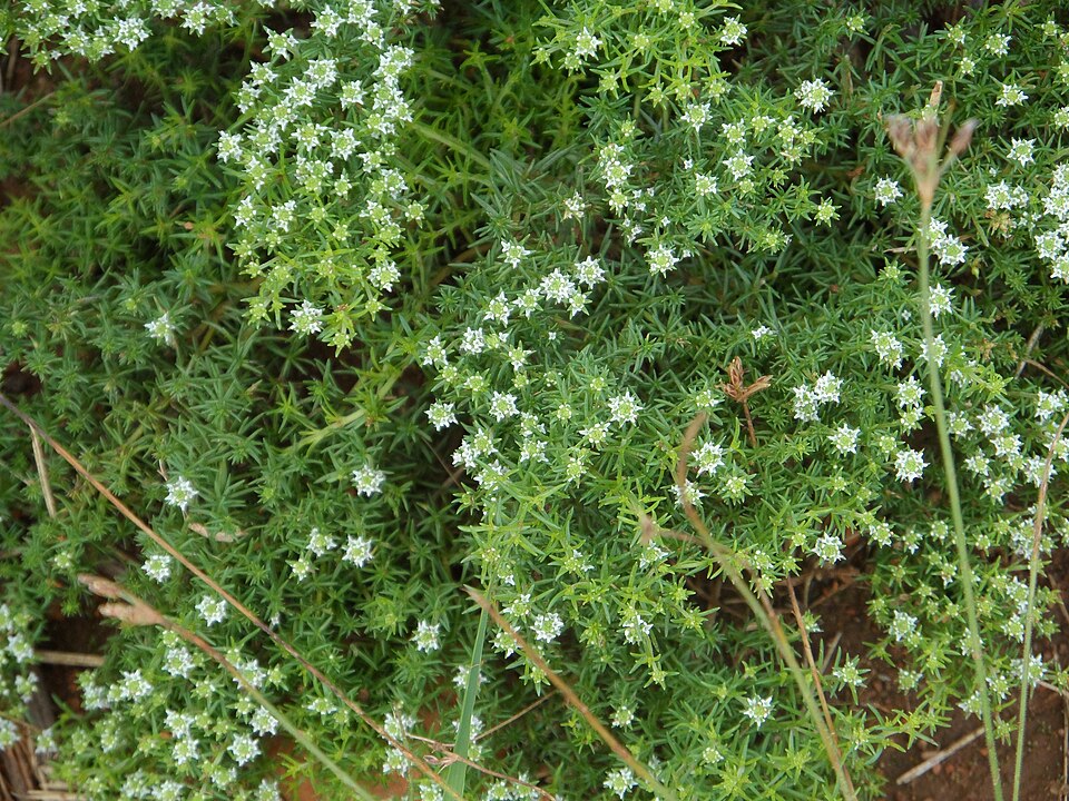 Thesium (Rootthugs)