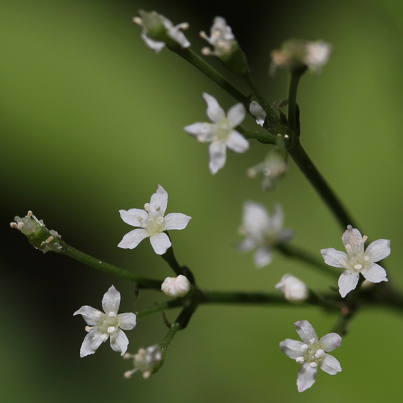 Cryptotaenia japonica, Japanese parsley (mitsuba) — clumping deciduous (Apiaceae) (image 3 of 8)