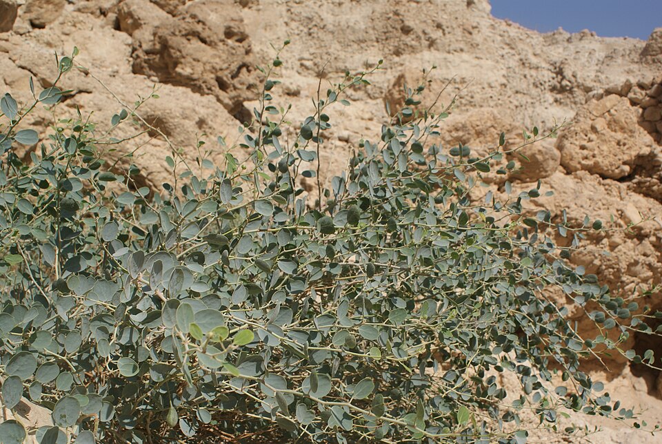 Capparis (Caperbushes) (alternate view 2)