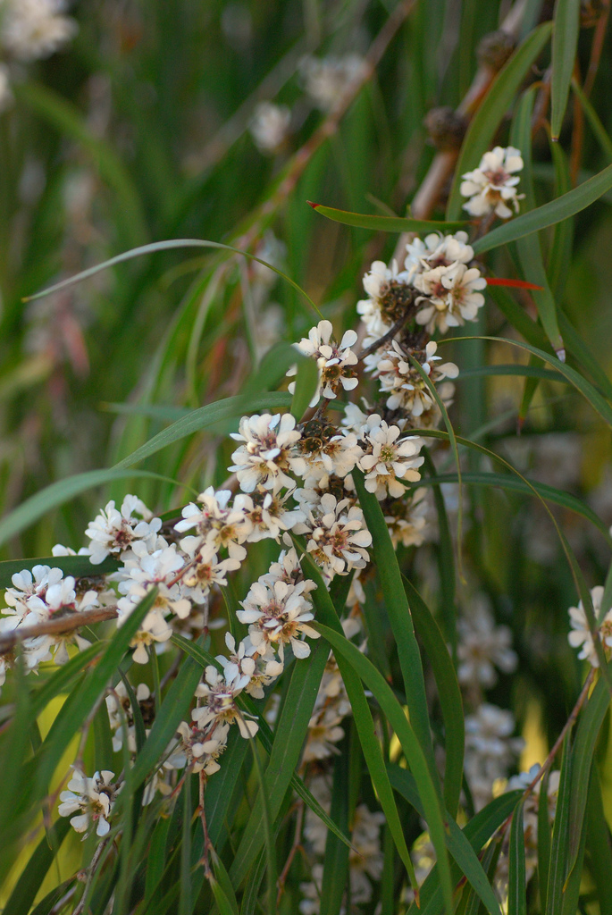 Agonis flexuosa (Western Australian Peppermint) (alternate view 4)