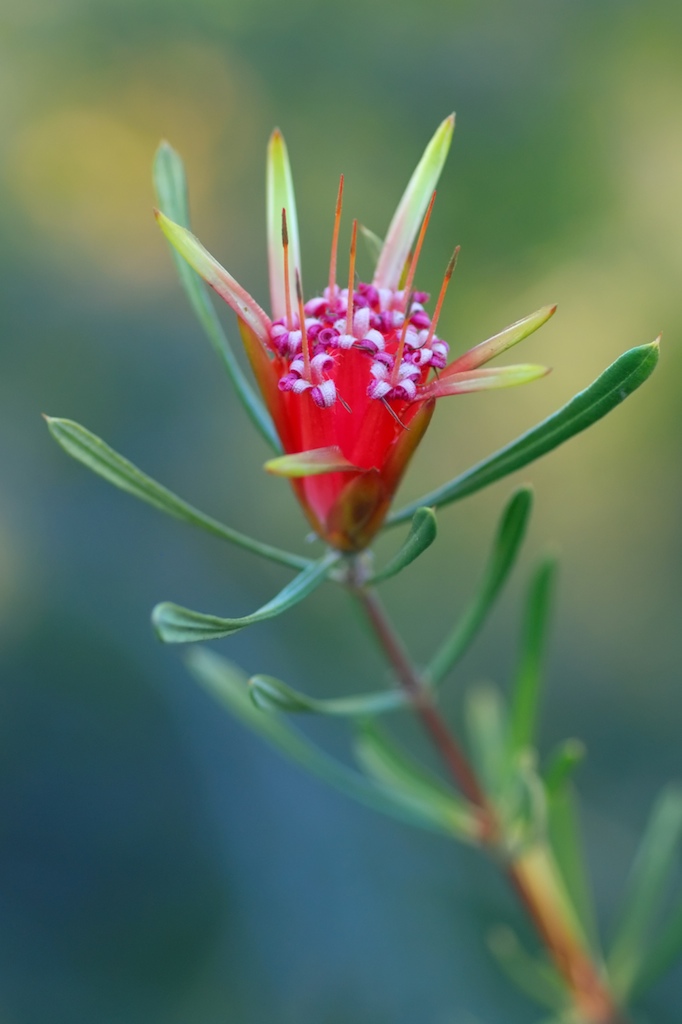 Lambertia formosa (Mountain Devil)