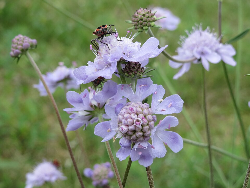 Scabiosa canescens (Gray Pincushion Flower) (alternate view 9)