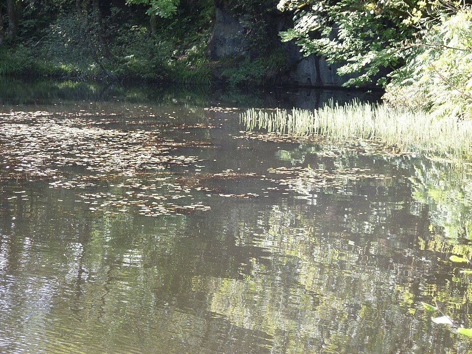 Potamogeton (Pondweeds)