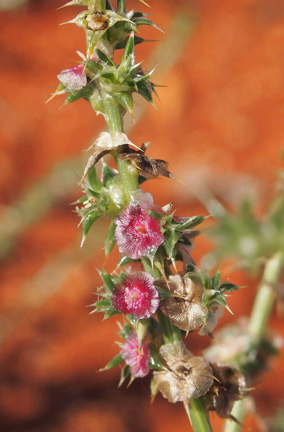 Salsola australis (Southern Russian Thistle) (alternate view 7)