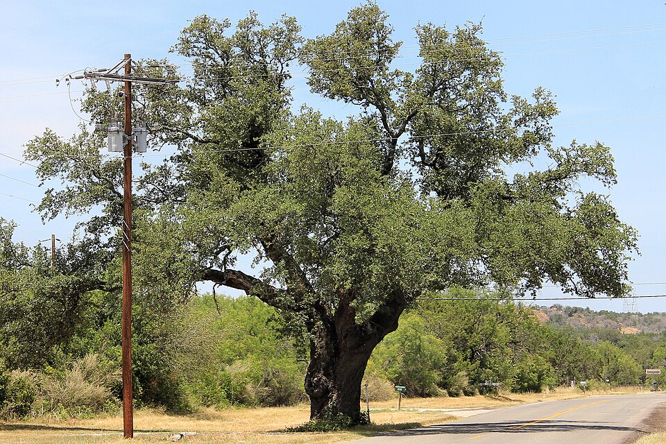 Quercus fusiformis (Texas live oak) (alternate view 3)