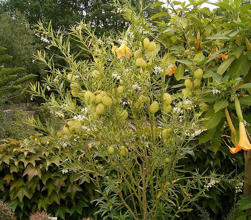 Gomphocarpus physocarpus (balloonplant) (alternate view 6)
