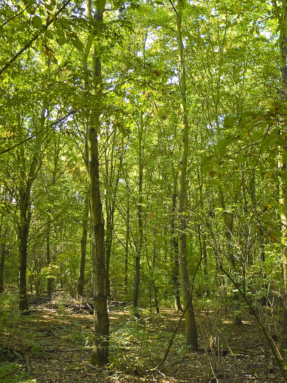Carpinus betulus (European Hornbeam) (alternate view 7)
