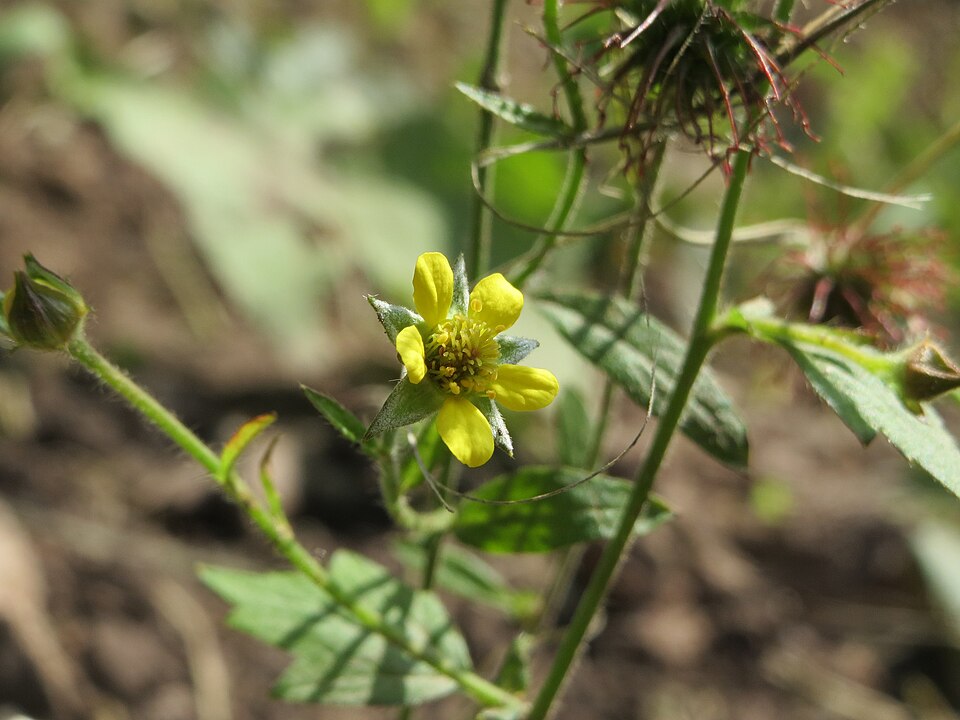 Geum urbanum (Wood Avens)
