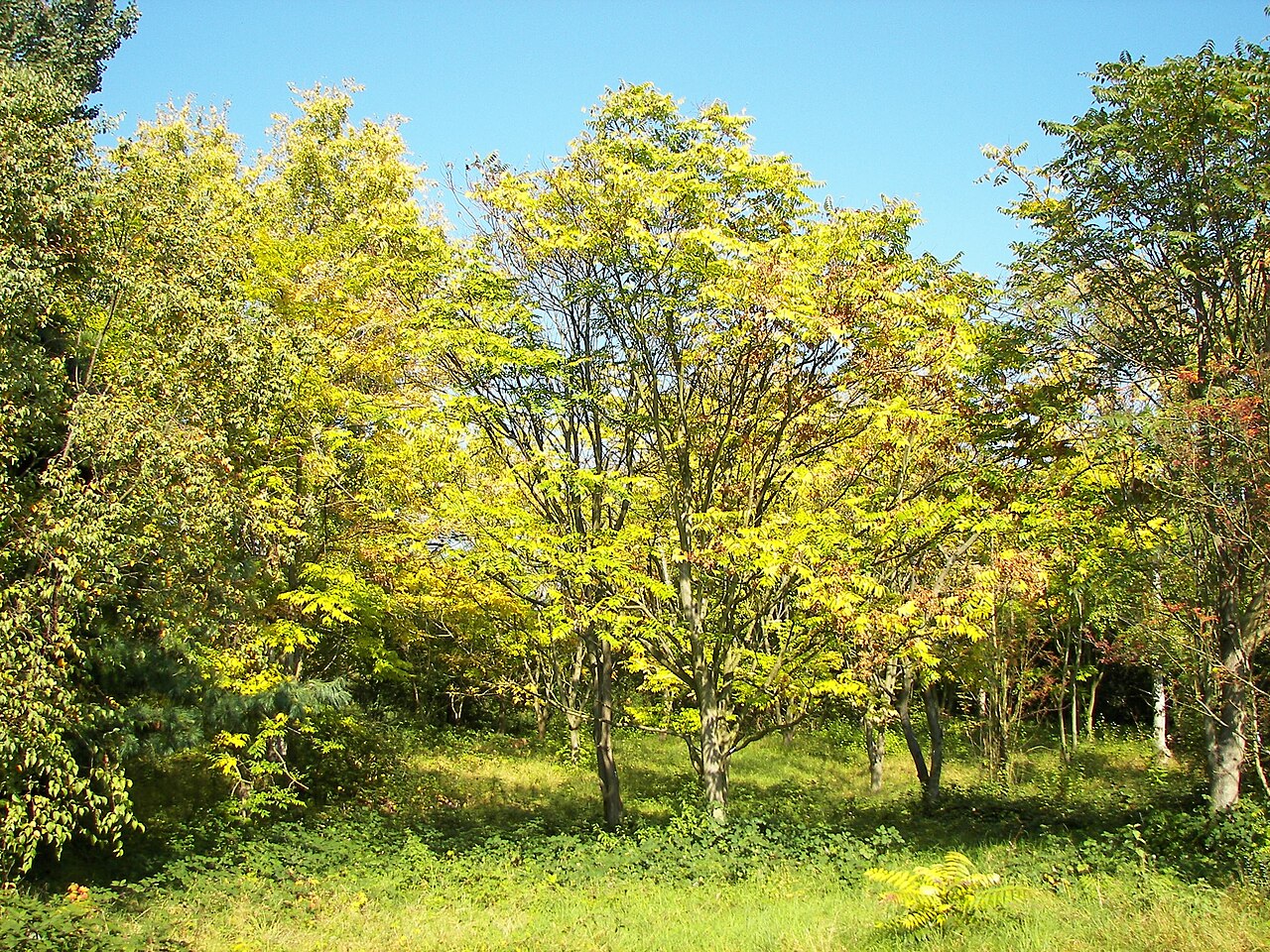 Toona sinensis, Chinese toon — upright deciduous (Meliaceae) (image 4 of 10)