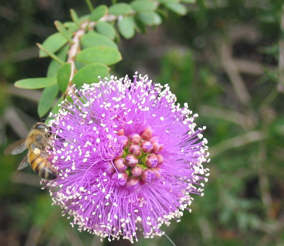 Melaleuca nesophila (Showy Honey-myrtle) (alternate view 6)