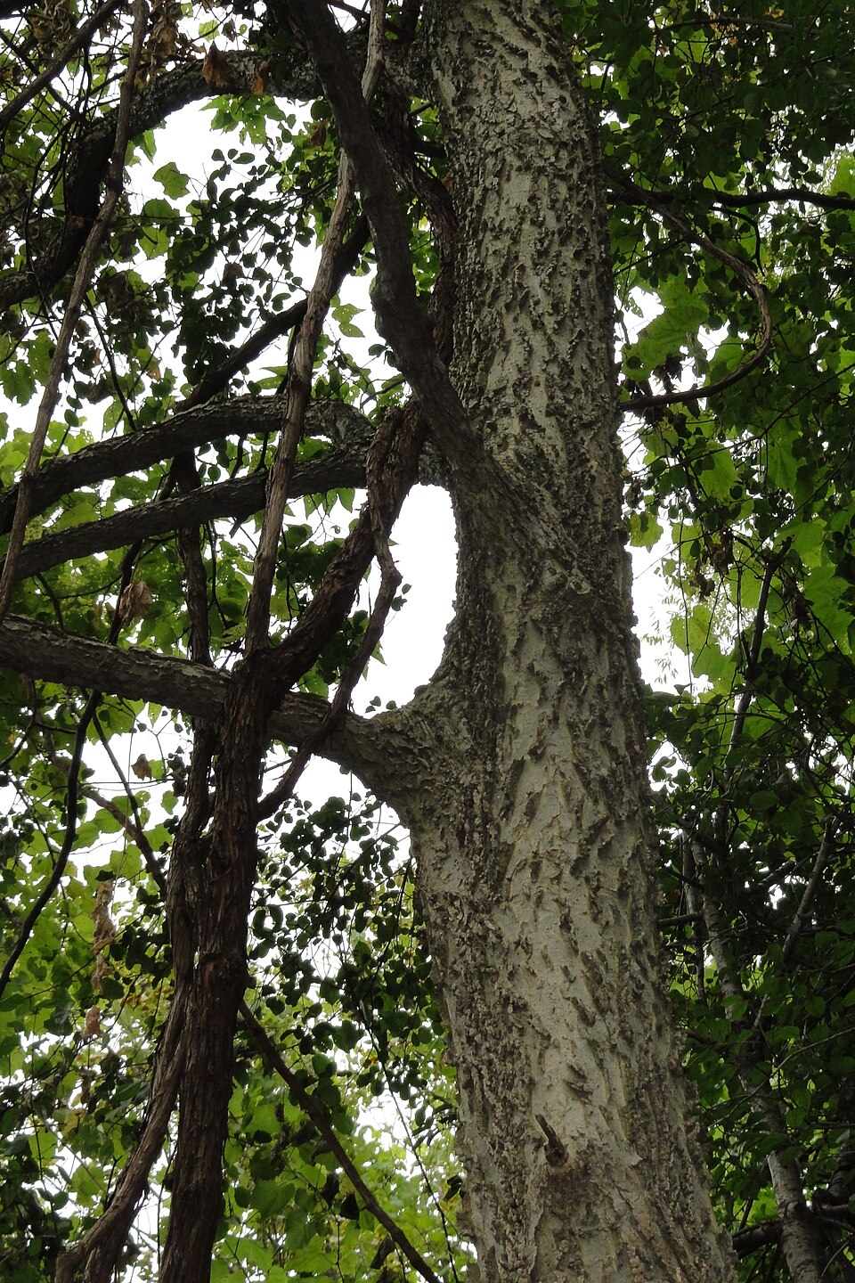 Celtis occidentalis (common hackberry)