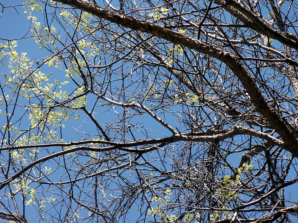 Celtis occidentalis (common hackberry)