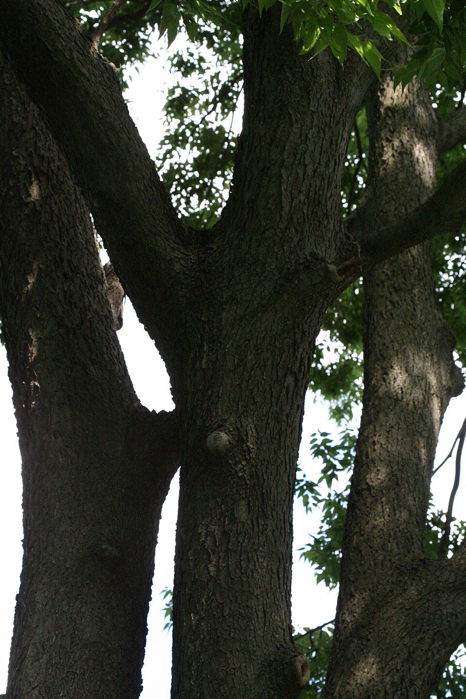 Celtis occidentalis (common hackberry)