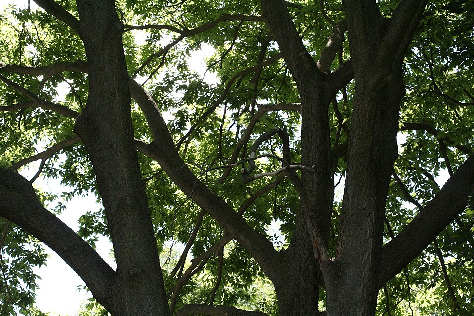 Celtis occidentalis (common hackberry)