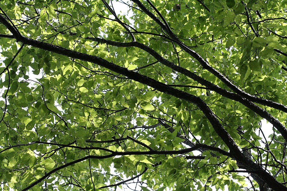 Celtis occidentalis (common hackberry)