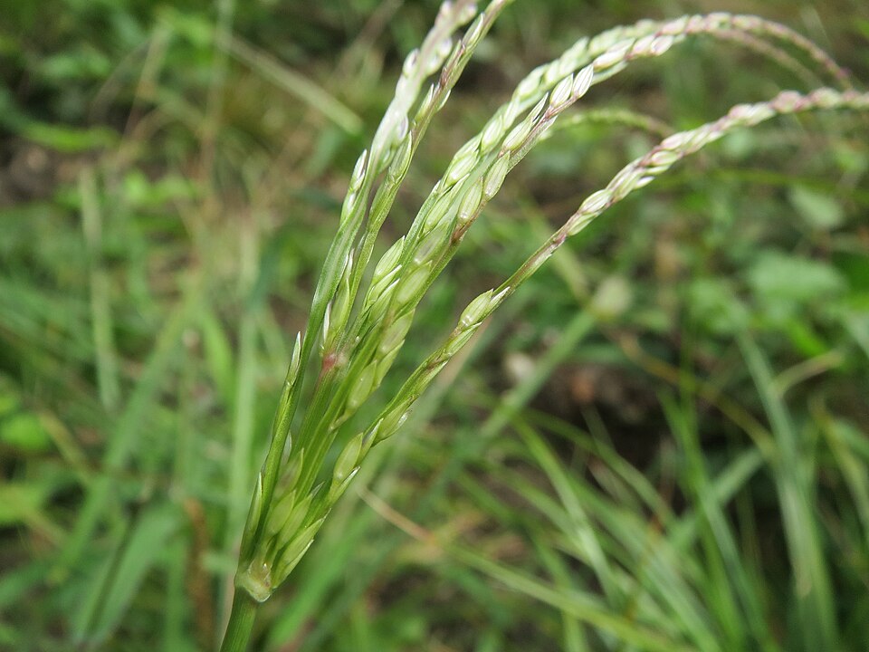 Digitaria sanguinalis (Hairy Crabgrass) (alternate view 5)